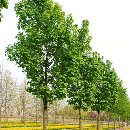 Kļava, parastā "Columnare" /acer platanoides/ - C25 kont., 200-220cm.