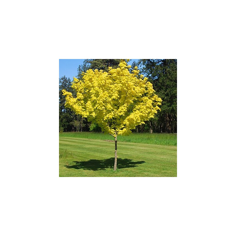 Kļava, parastā "Princeton Gold" /acer platanoides/ - augstcelma - PA 120-140cm., C12 kont.