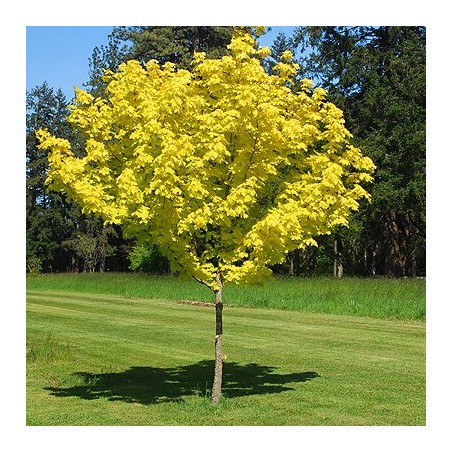 Kļava, parastā "Princeton Gold" /acer platanoides/ - augstcelma - PA 120-140cm., C12 kont.