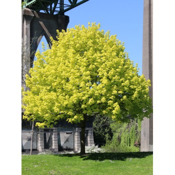 Kļava, parastā "Princeton Gold" /acer platanoides/ - augstcelma - PA 120-140cm., C12 kont.