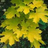 Kļava, parastā "Princeton Gold" /acer platanoides/ - augstcelma - PA 120-140cm., C12 kont.