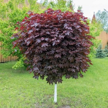 Kļava, parastā "Purple Globe" /acer platanoides/ - augstcelma - PA 200-220cm., C45 kont.