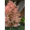 Kļava, kalnu "Esk Sunset" /acer pseudoplatanus/ - augstcelma - PA 160-180cm, C7.5 kont.