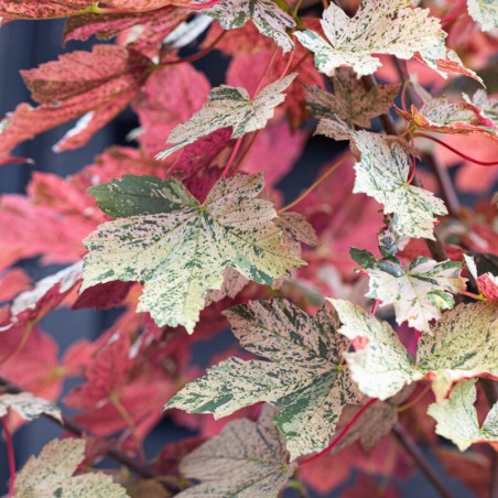 Kļava, kalnu "Esk Sunset" /acer pseudoplatanus/ - augstcelma - PA 160-180cm, C7.5 kont.