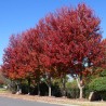 Kļava, sarkanā "Celebration" /acer rubrum/ - C7.5 kont., 160-180cm.