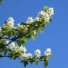 Korinte, alkšņlapu "Greatberry Aroma" /amelanchier alnifolia/ - C3 kont., 40-60cm.