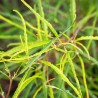 Krūklis, parastais ,,Asplenifolia,, /rhamnus frangula/ - C3 kont., 30-40cm.