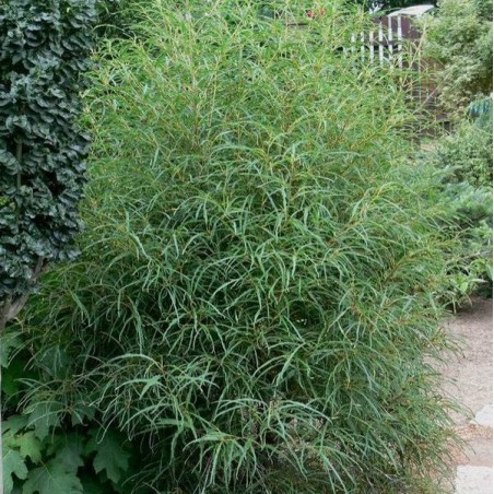 Krūklis, parastais ,,Asplenifolia,, /rhamnus frangula/ - C3 kont., 30-40cm.