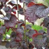 Lazda, parastā "Anny's Compact Red" /corylus avellana/ - augstcelma - PA 140-160cm., C5 kont.