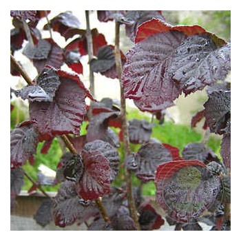 Lazda, parastā "Anny's Compact Red" /corylus avellana/ - augstcelma - PA 140-160cm., C7.5 kont.