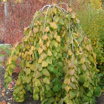 Lazda, parastā "Pendula" /corylus avellana/ - augstcelma - PA 120-140cm., C12 kont.