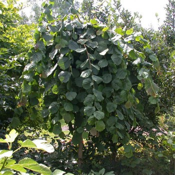 % Lazda, parastā "Pendula" /corylus avellana/ - augstcelma - PA 120-140cm., C12 kont.