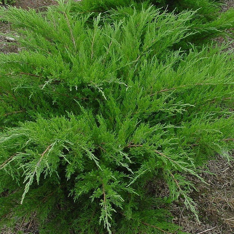 Ficera kadiķis ,,Mint Julep,,/Juniperus x pfitzeriana/- C3 kont. - 40-50cm.