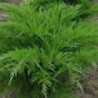 Ficera kadiķis ,,Mint Julep,,/Juniperus x pfitzeriana/- C3 kont. - 40-50cm.