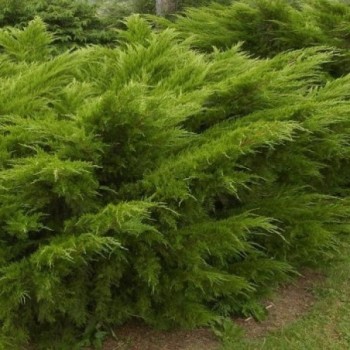 Ficera kadiķis ,,Mint Julep,,/Juniperus x pfitzeriana/- C3 kont. - 40-50cm.