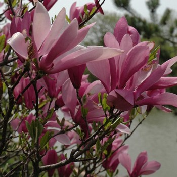 Magnolija 'Daybreak'...