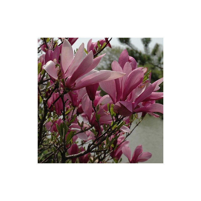 Magnolija 'Daybreak' /magnolia/ - C15 kont., 100-120cm. - spēcīgs stāds