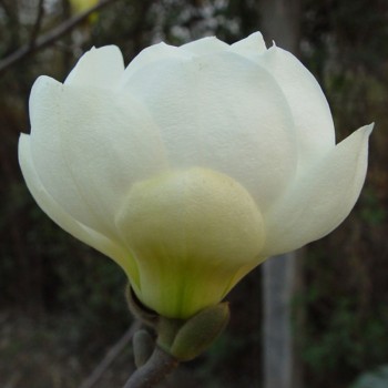 Magnolija 'Jade Lamp'...