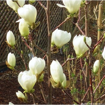 Magnolija 'Jade Lamp' /magnolia/ - C12 kont., 100-120cm. - spēcīgs stāds