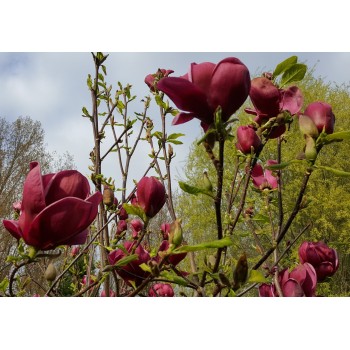 Magnolija 'Genie' /Magnolia/ - C5, 60-80cm. - spēcīgs stāds