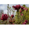 Magnolija 'Genie' /Magnolia/ - C5, 60-80cm. - spēcīgs stāds