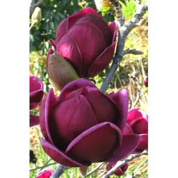 Magnolija 'Genie' /Magnolia/ - C5, 60-80cm. - spēcīgs stāds