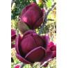 Magnolija 'Genie' /Magnolia/ - C5, 60-80cm. - spēcīgs stāds