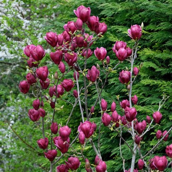 Magnolija 'Genie'...