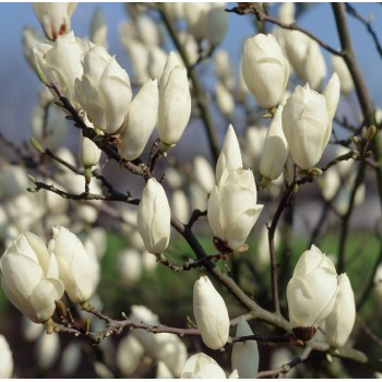 Magnolija, sulanža 'Alba Superba' /Magnolia x soulangeana/ - C5 kont., 80-100cm.