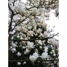 Magnolija, sulanža 'Alba Superba' /Magnolia x soulangeana/ - C5 kont., 80-100cm.