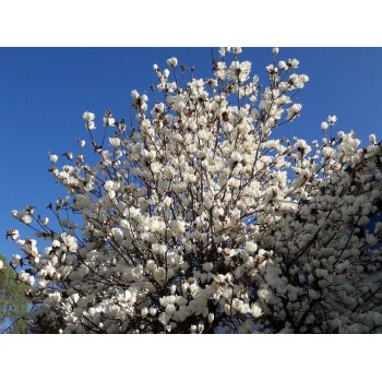 Magnolija, sulanža 'Alba Superba' /Magnolia x soulangeana/ - C5 kont., 80-100cm.