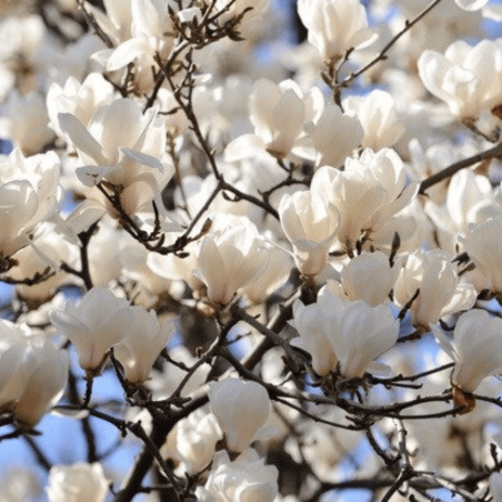 Magnolija, sulanža 'Alba Superba' /Magnolia x soulangeana/ - C5 kont., 80-100cm.