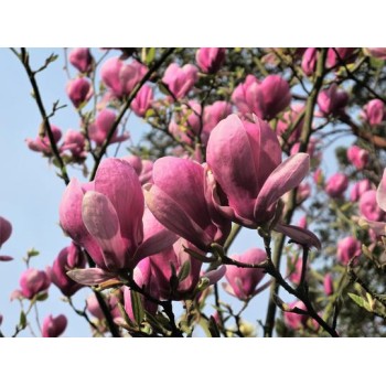 Magnolija, sulanža 'Lennei' /Magnolia x soulangeana/ - C12 kont., 160-180cm.