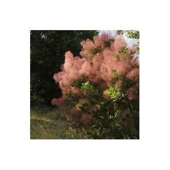 Parūkkoks ,,Magical Torch,, /Cotinus coggygria/ - C5 kont.