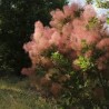 Parūkkoks ,,Magical Torch,, /Cotinus coggygria/ - C5 kont.