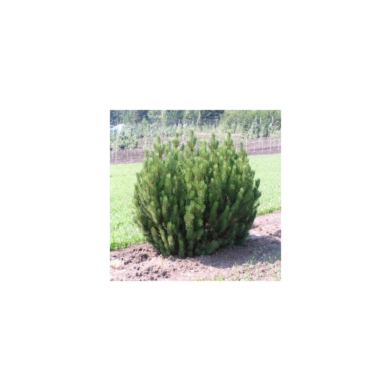 Priede, kalnu 'Pumilio'/Pinus mugo/ - C30 kont., 60-80cm.