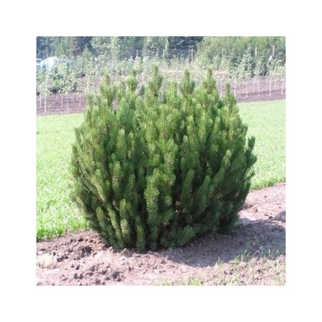 Priede, kalnu 'Pumilio'/Pinus mugo/ - C30 kont., 60-80cm.