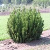 Priede, kalnu 'Pumilio'/Pinus mugo/ - C30 kont., 60-80cm.