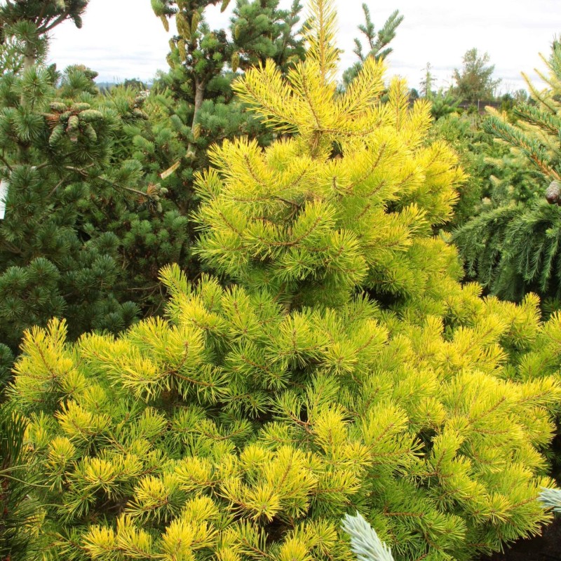 Priede, parastā "Troll Guld" /pinus sylvestris/ - C6 kont., 30-40cm.