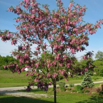 Robīnija (akācija) "Purple Robe" /robinia/ - C5, 160-180cm