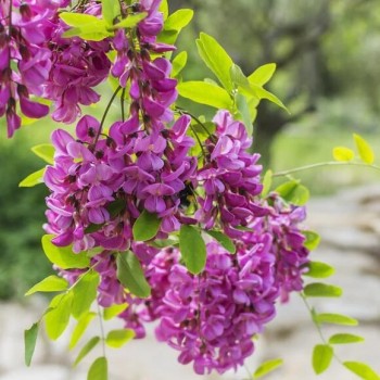 Robīnija (akācija) "Purple...