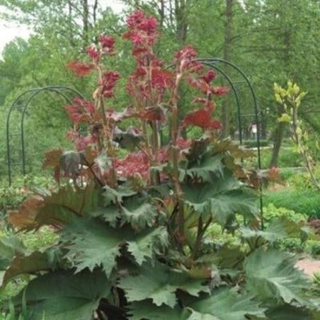 Rabarbers, Tangūtijas /rheum palmatum var. tanguticum/ - C7.5 kont.