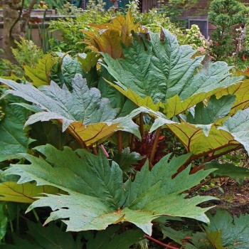 Rabarbers, Tangūtijas /rheum palmatum var. tanguticum/ - C7.5 kont.