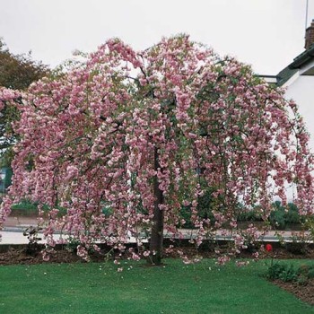 Japānas ziedu ķirsis (sakura) "Kiku Shidare Zakura" /prunus/ - augstcelma - PA 160-180cm, C25 kont.