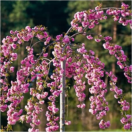 Japānas ziedu ķirsis (sakura) "Kiku Shidare Zakura" /prunus/ - augstcelma - PA 160-180cm, C25 kont.