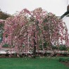 Japānas ziedu ķirsis (sakura) "Kiku Shidare Zakura" /prunus/ - augstcelma - PA 80-100cm, C7.5 kont.