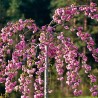 Japānas ziedu ķirsis (sakura) "Kiku Shidare Zakura" /prunus/ - augstcelma - PA 80-100cm, C7.5 kont.