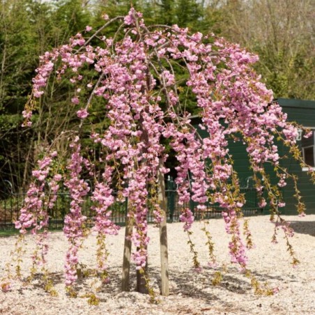 Japānas ziedu aprikoze - sakura "Pendula,, /Prunus mume/ - C5, 100-120cm